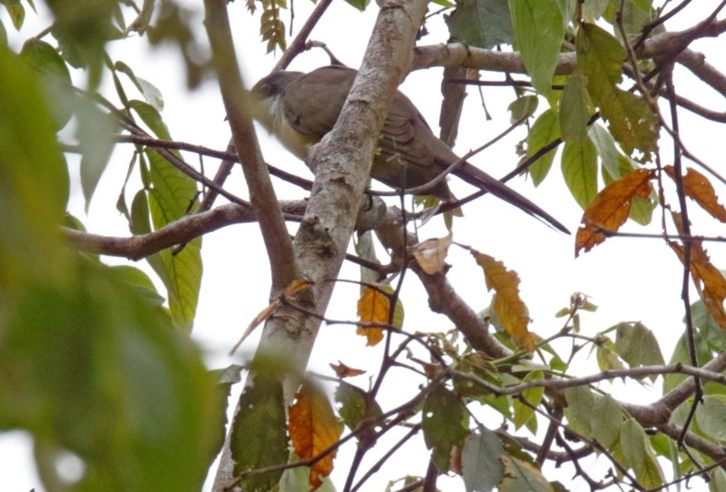Dark-billed Cuckoo_9427.jpg