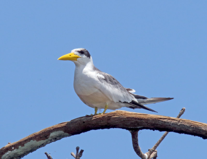Large-billed Tern_8631.jpg