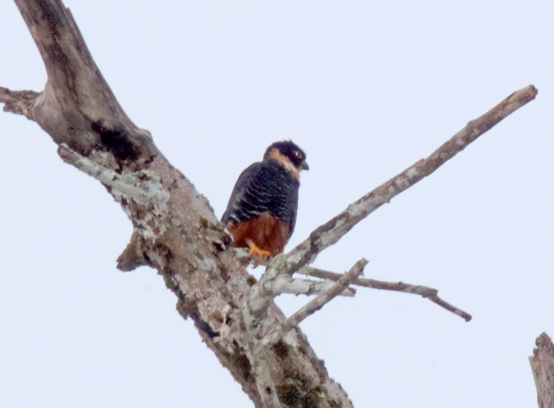 Bat Falcon_0713.jpg