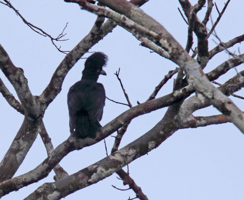 Amazonian Umbrellabird_0521.jpg