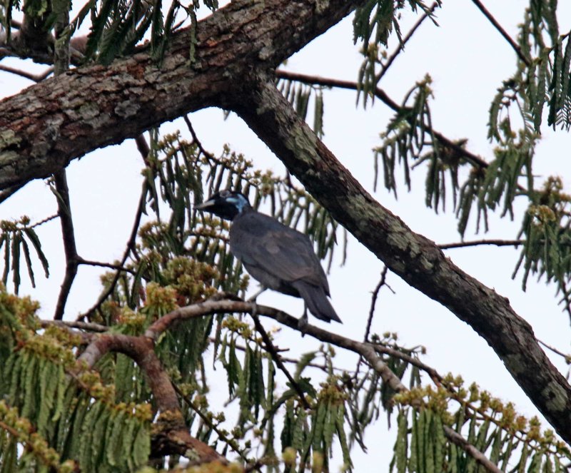 Bare-necked Fruitcrow - female_0527.jpg