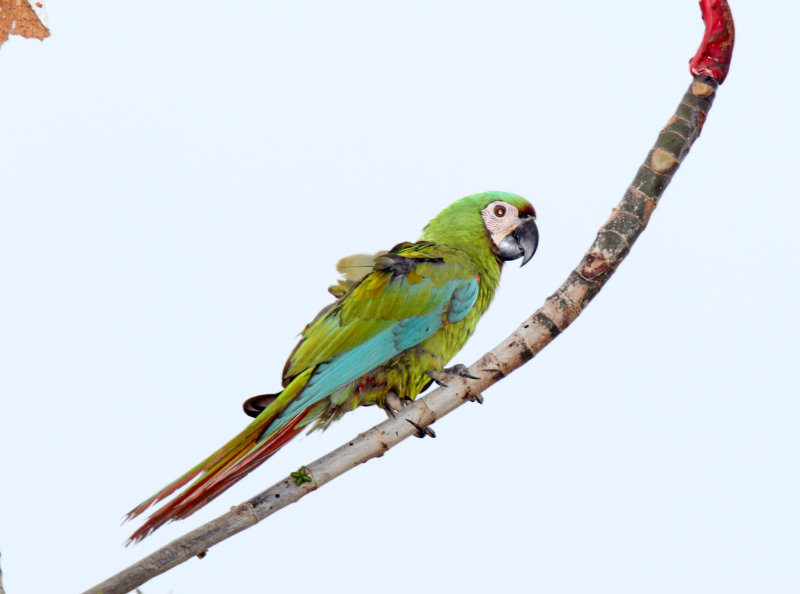 Chestnut-fronted Macaw_0670.jpg