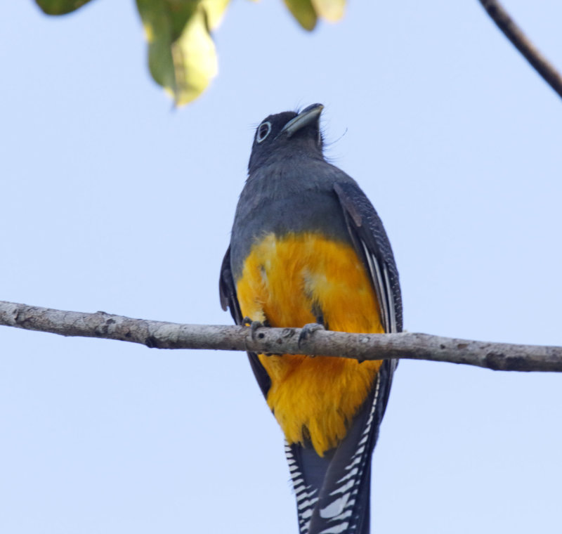 Green-backed Trogon - female_0088.jpg