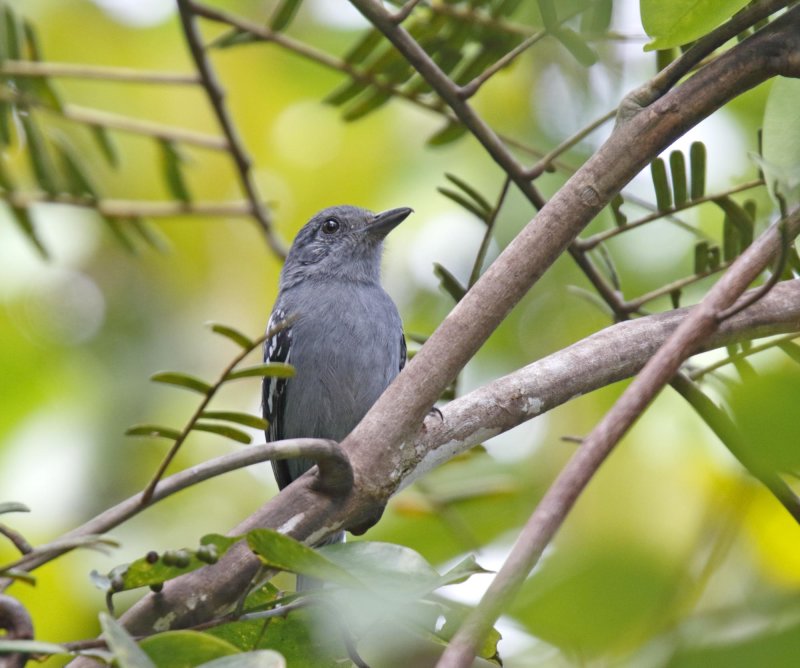 Amazonian Antshrike - male_0299.jpg