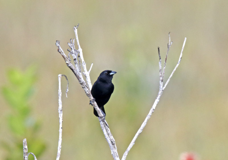 Red-shouldered Tanager - male_0252.jpg