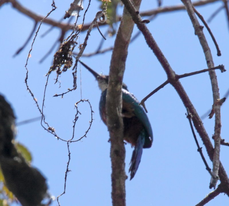Green-tailed Jacamar_8834.jpg