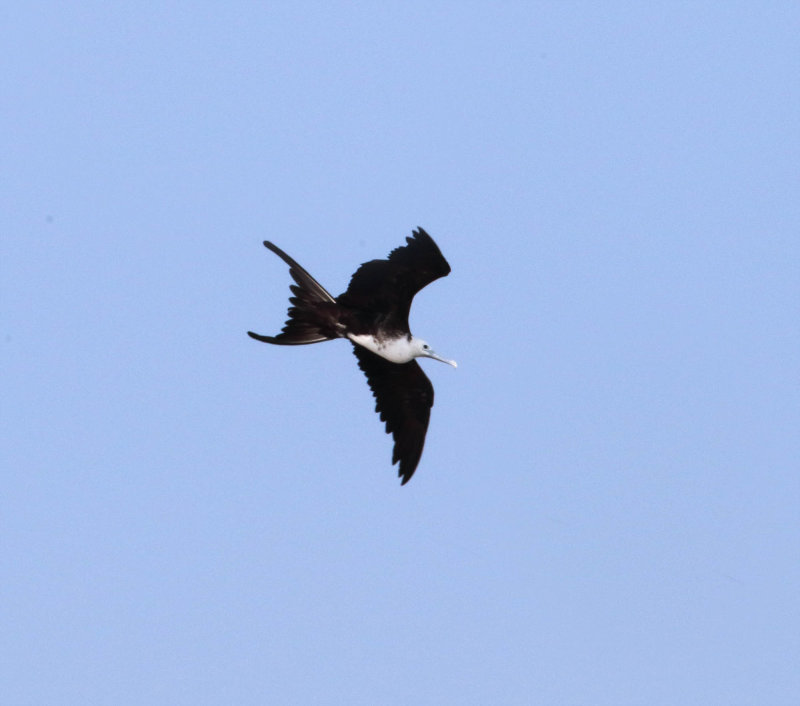 Magnificent Frigatebird - immature_5740.jpg