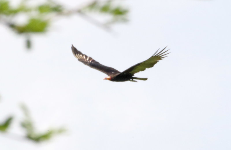 Lesser Yellow-headed Vulture_5931.jpg