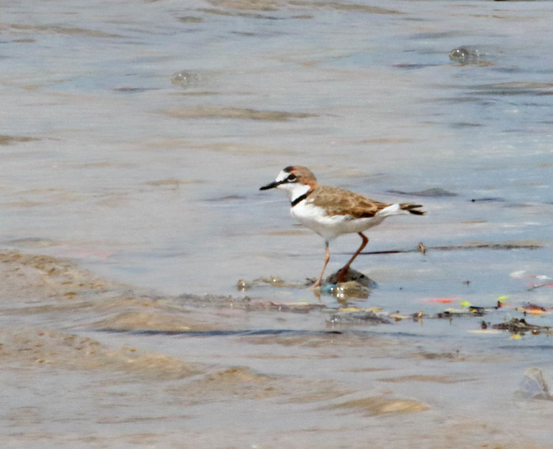 Collared Plover_6323.jpg
