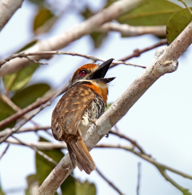 Spotted Puffbird_1370.jpg
