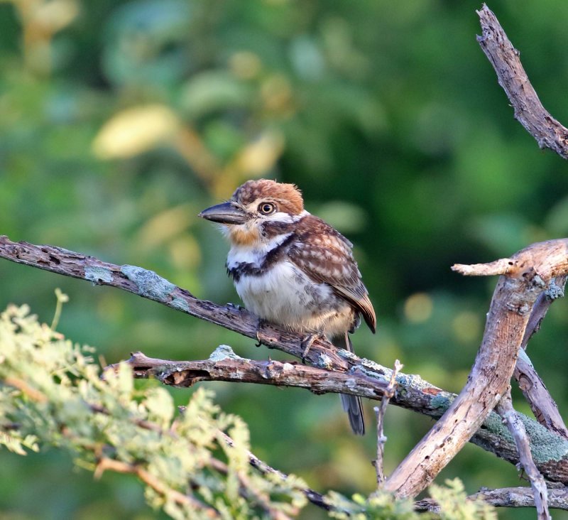 Russet-throated Puffbird_5471.jpg