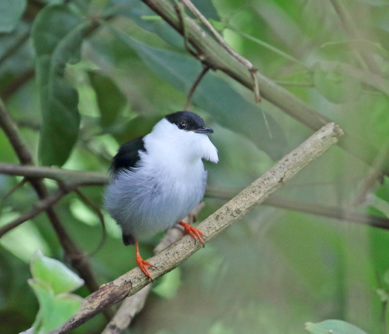 White-bearded Manakin - male_4383.jpg