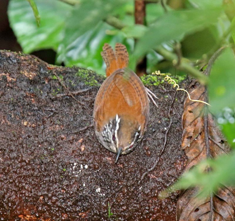 Grey-breasted Bangs Wood-Wren _3164.jpg