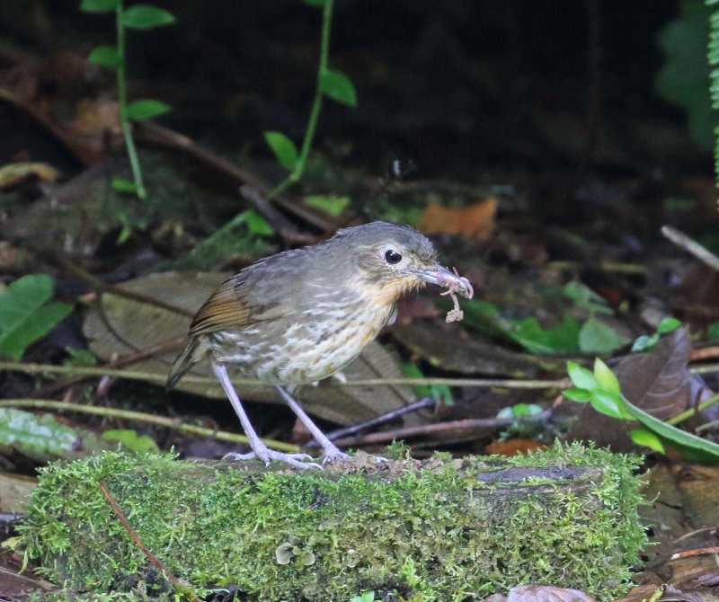 Santa Marta Antpitta_3940.jpg