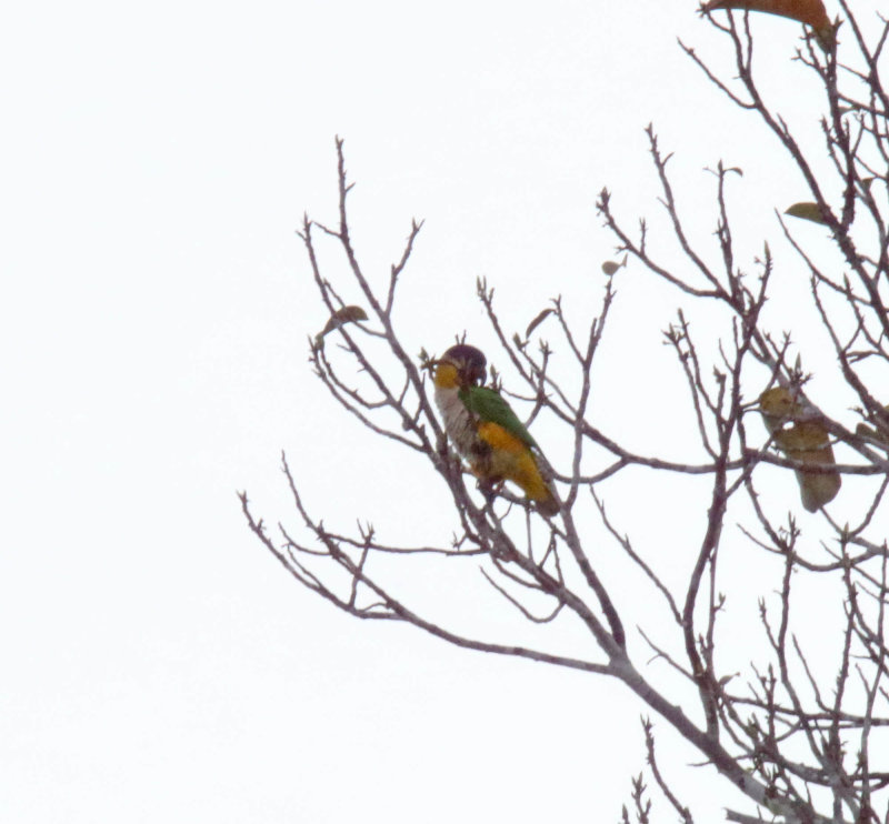 Black-headed Parrot_1796.jpg
