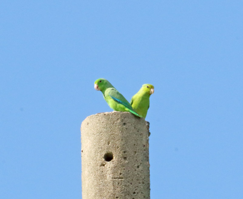Green-rumped Parrotlet_5128.jpg