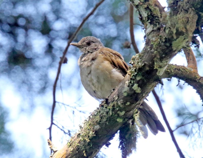 Pale-breasted Thrush_3114.jpg