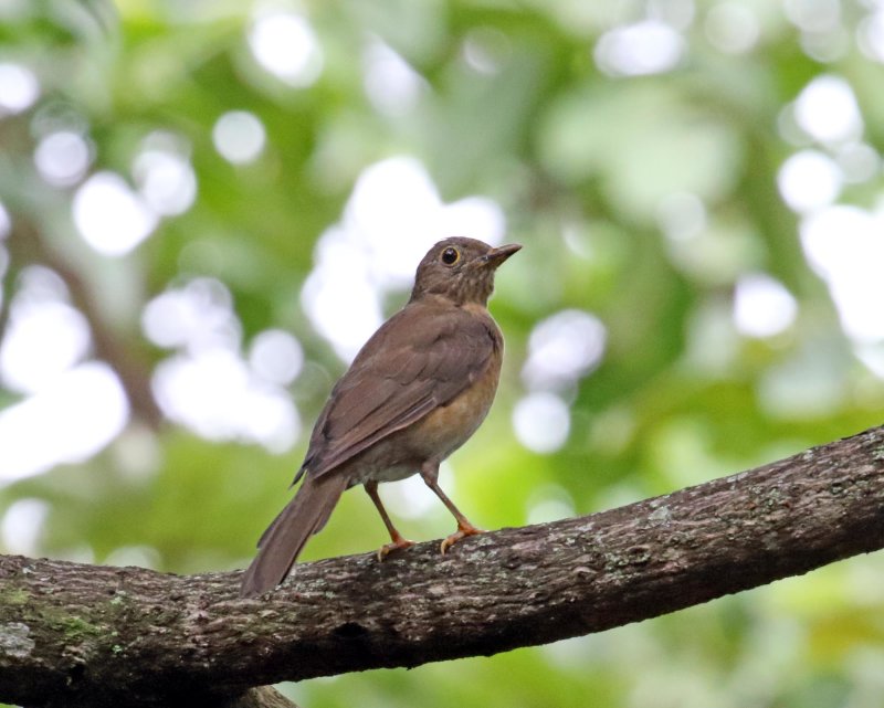 Yellow-legged Thrush - female_4346.jpg