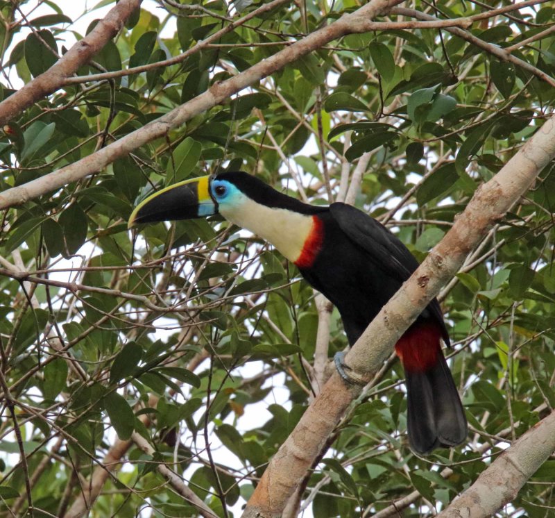 Channel-billed Toucan_1250.jpg