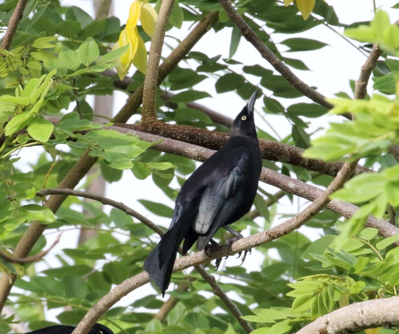 Carib Grackle - male_4834.jpg