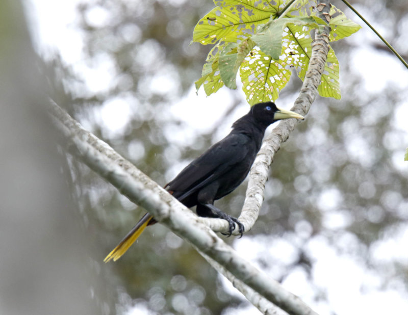 Crested Oropendola_9713.jpg