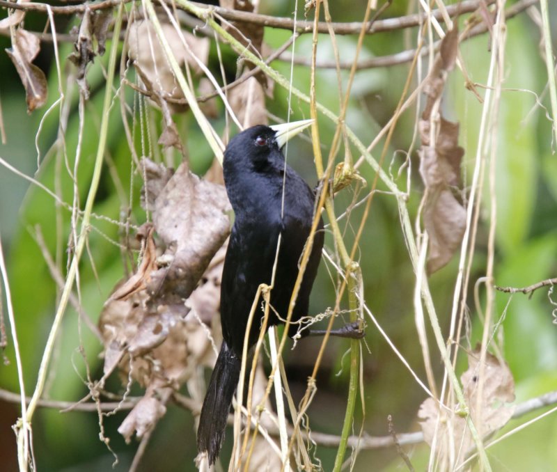 Solitary Cacique_9564.jpg