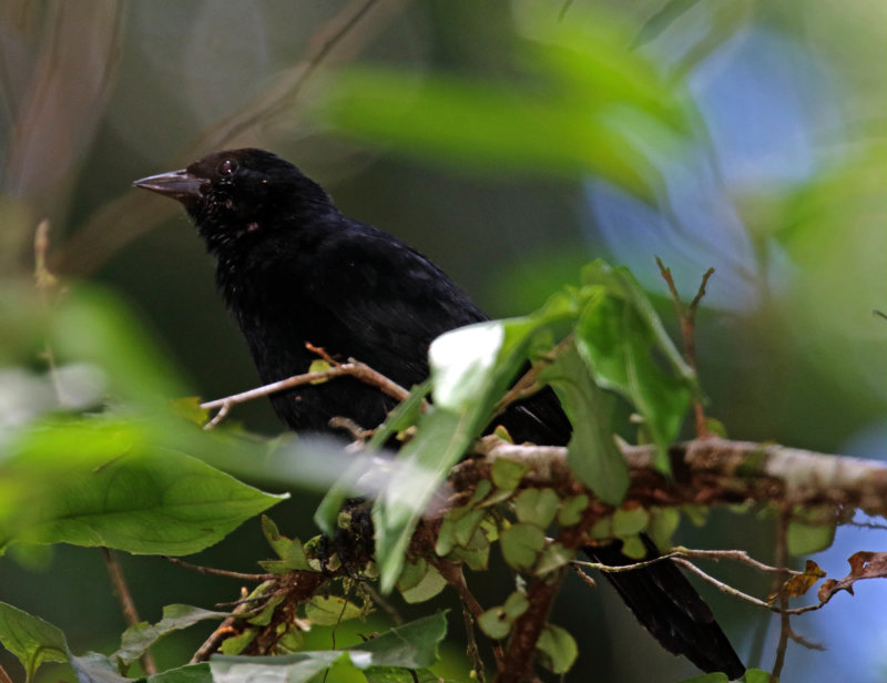 Velvet-fronted Grackle_8789.jpg