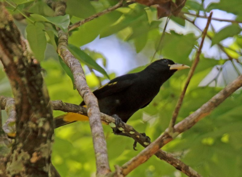 Yellow-rumped Cacique_8813.jpg