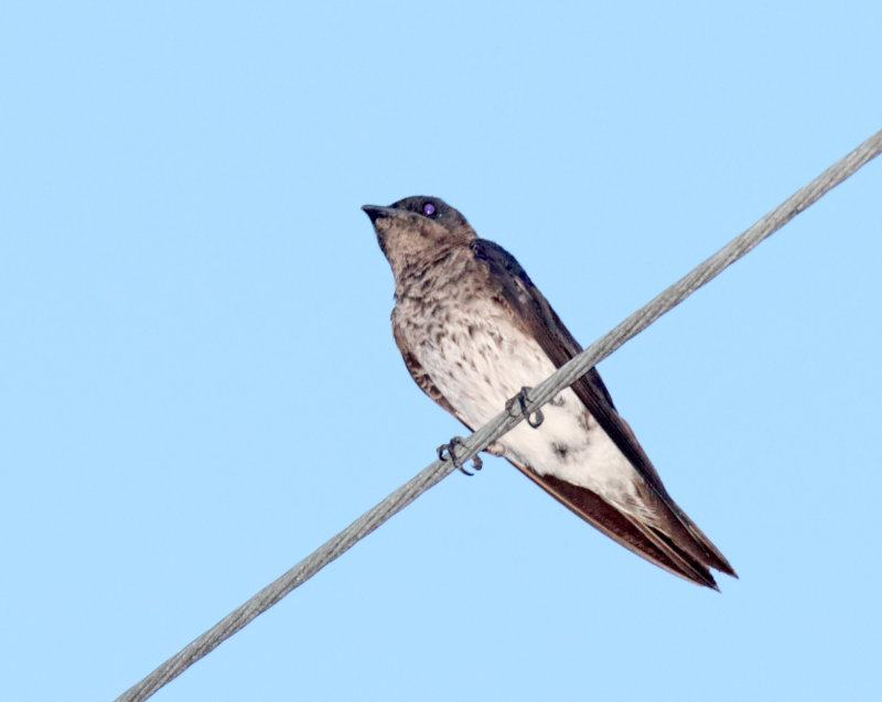 Southern Martin_1683.jpg