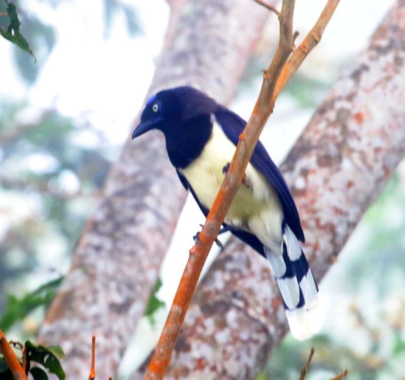 Black-chested Jay_4174.jpg