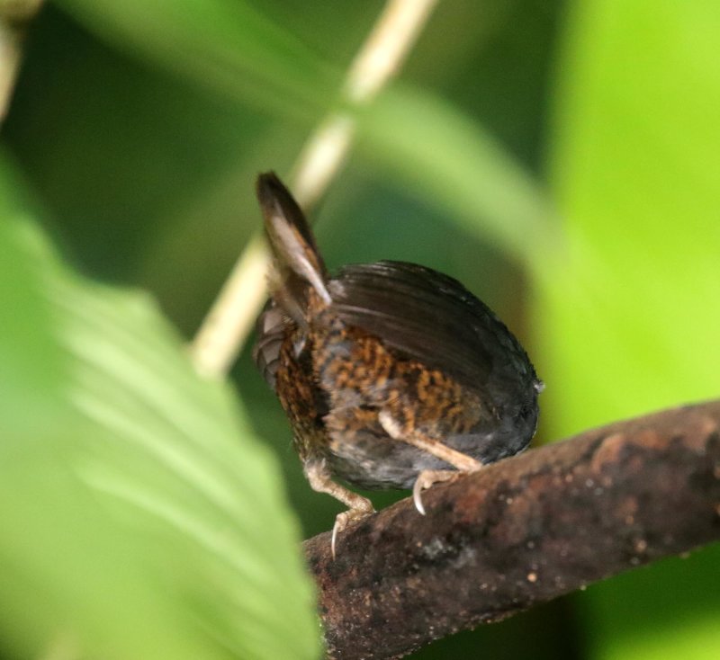 Santa Marta Tapaculo_3086.jpg