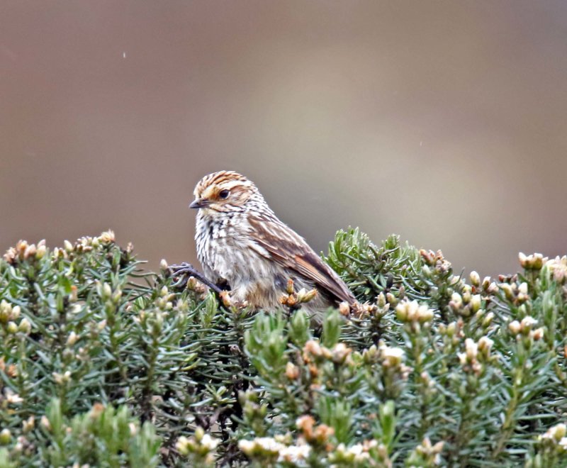Andean Tit-Spinetail_2752.jpg