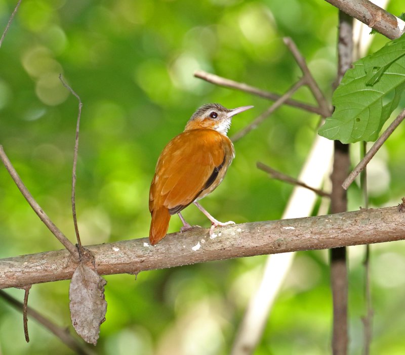 Caribbean Hornero_5167.jpg