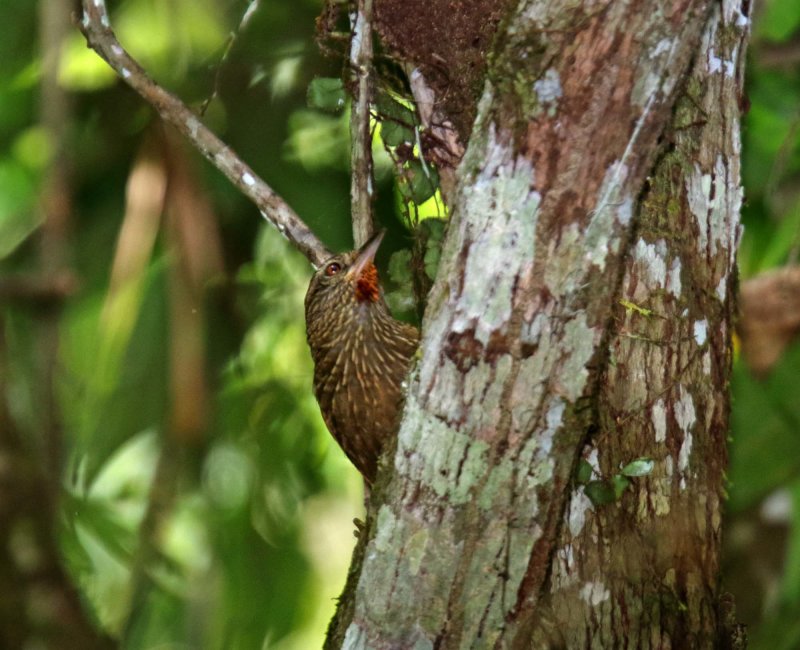 Orinoco Softtail_8862.jpg