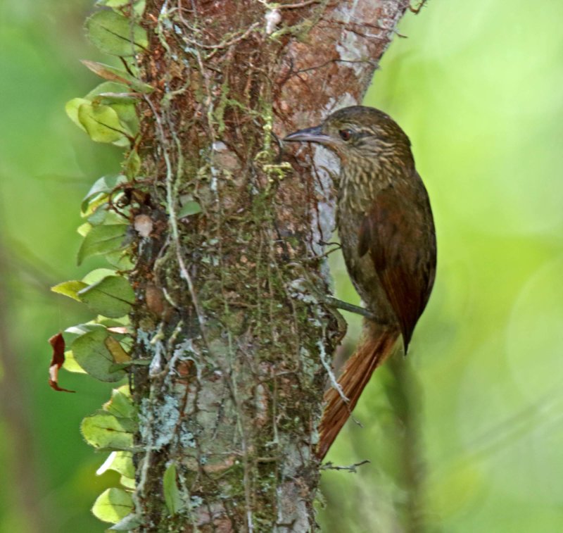 Orinoco Softtail_8932.jpg