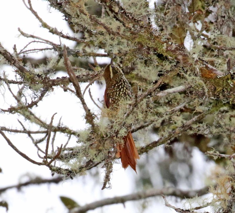 Pearled Treerunner_7039.jpg