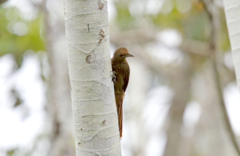 Plain-brown Woodcreeper_9632.jpg