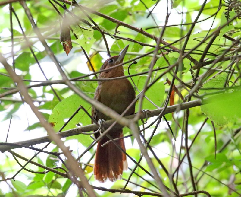 Santa Marta Foliage-gleaner_4148.jpg