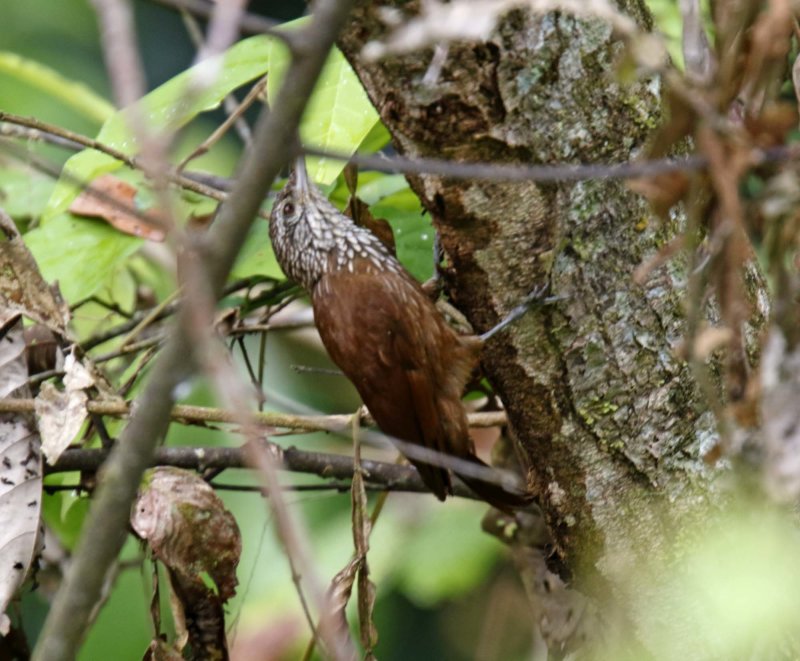 Striped Woodcreeper_9577.jpg