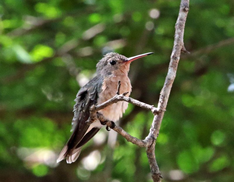 Buffy Hummingbird_5898.jpg