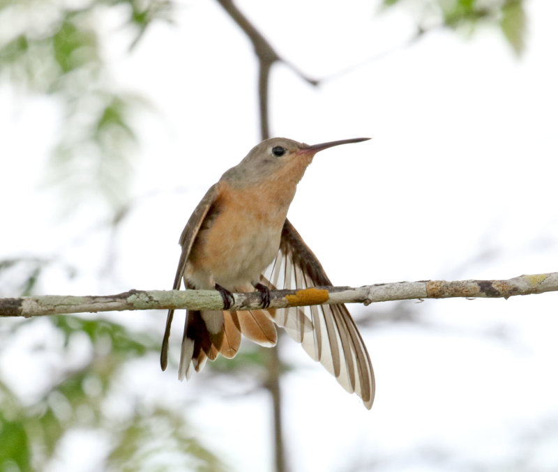 Buffy Hummingbird_6409.jpg