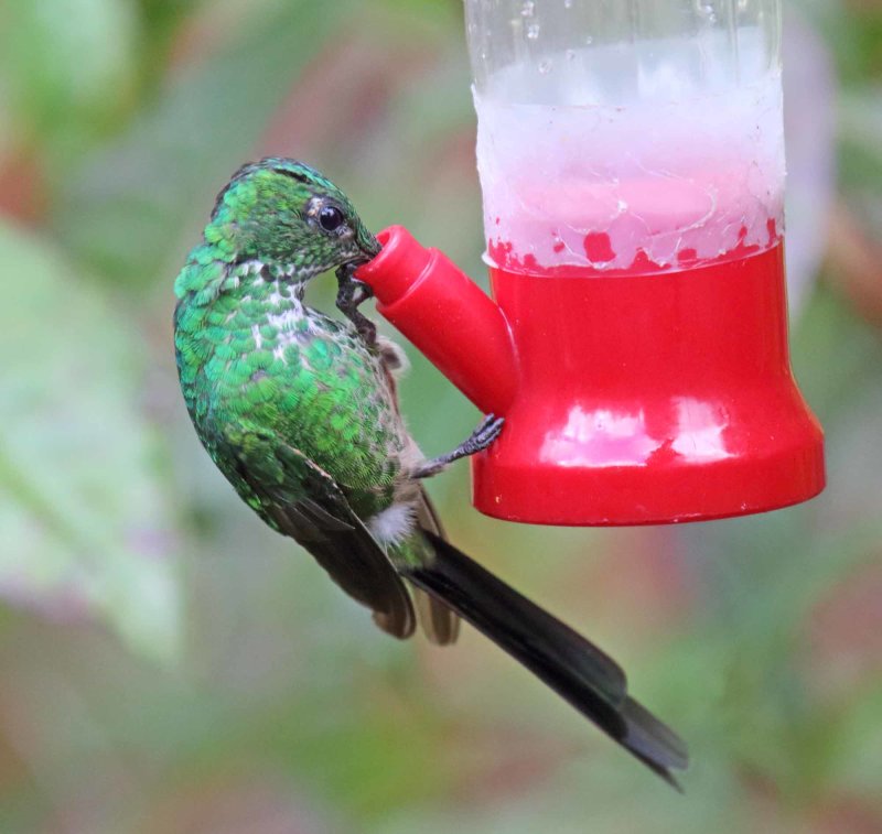 Green-tailed Trainbearer_2313.jpg