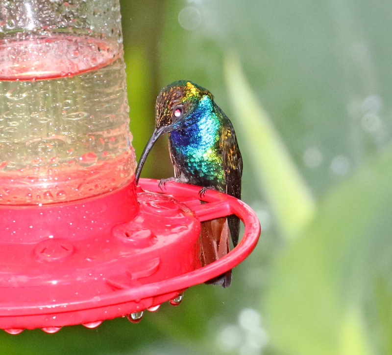 Lazuline Sabrewing_3989.jpg