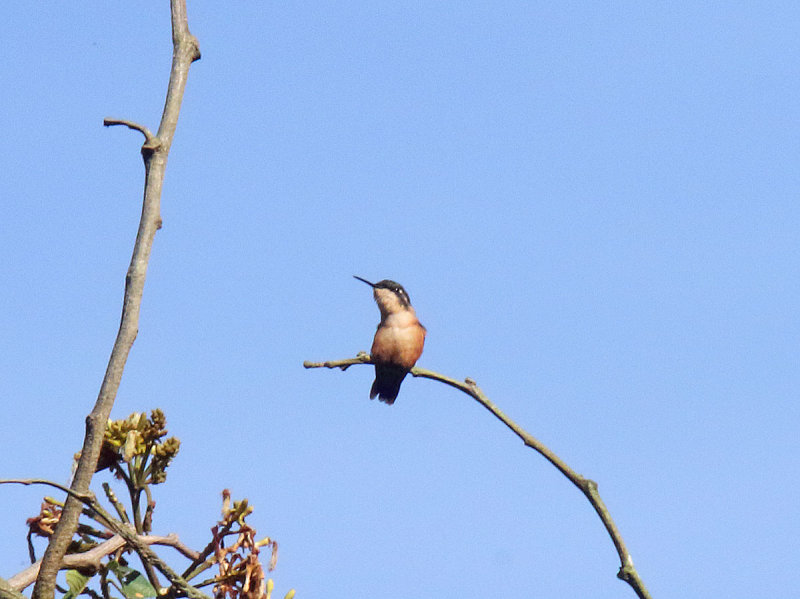 Santa Marta Woodstar - female_2960.jpg