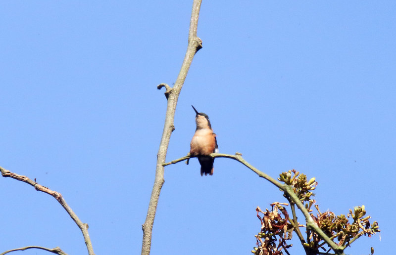 Santa Marta Woodstar - female_2980.jpg