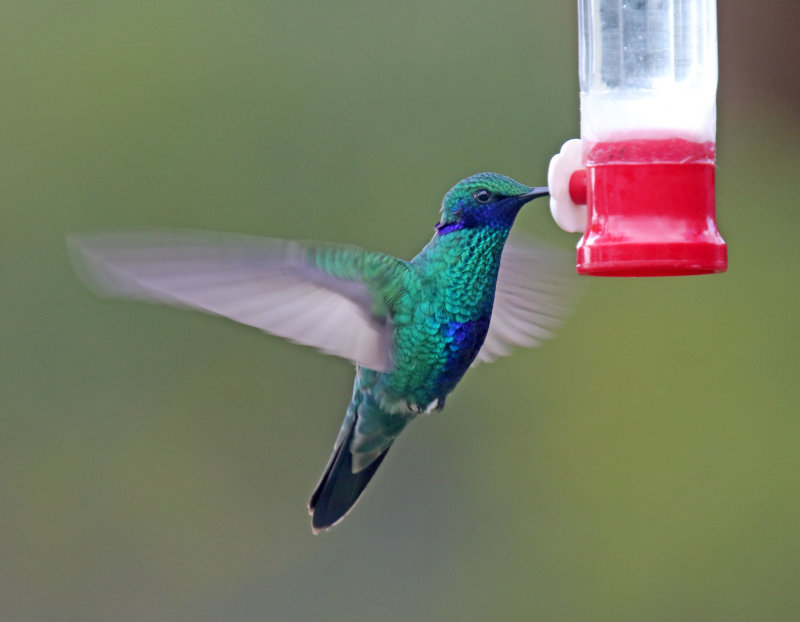 Sparkling Violetear_2187.jpg