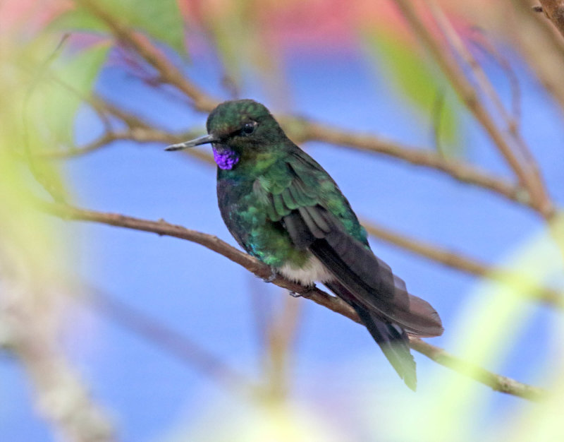 Tyrian Metaltail - male_2209.jpg