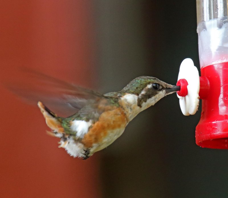 White-bellied Woodstar - female_2224.jpg