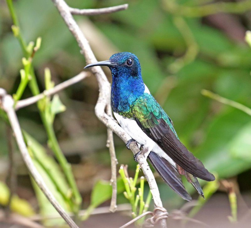 White-necked Jacobin_4426.jpg