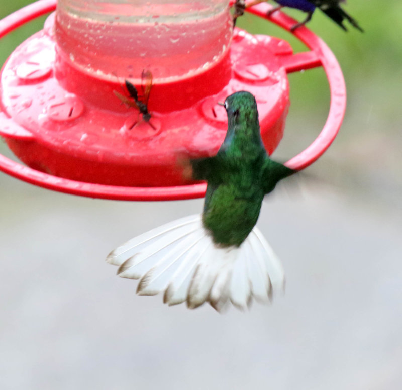 White-tailed Starfrontlet_3326.jpg